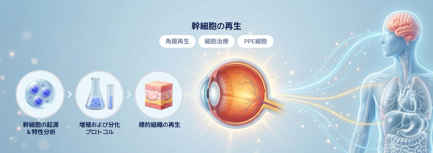 줄기세포 재생 각막재생, 세포치료, RPE세포, 줄기세포 기원 & 특성분석 → 증식 및 분화 프로토콜 → 
                표적 조직 재생 이미지
