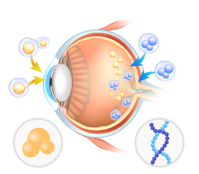 인체 유래 세포 형상 이미지